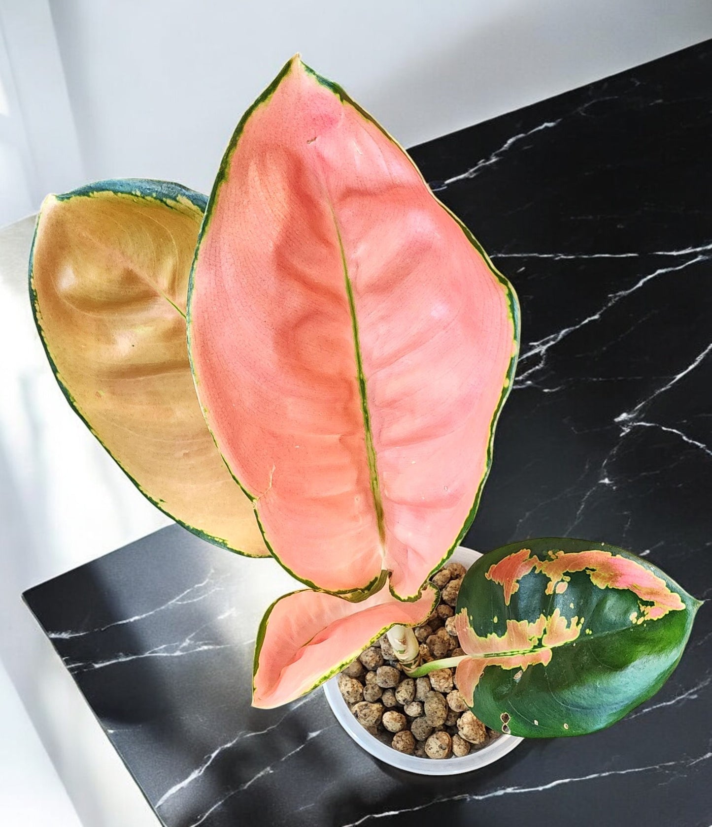 Aglaonema Starbucks Premium