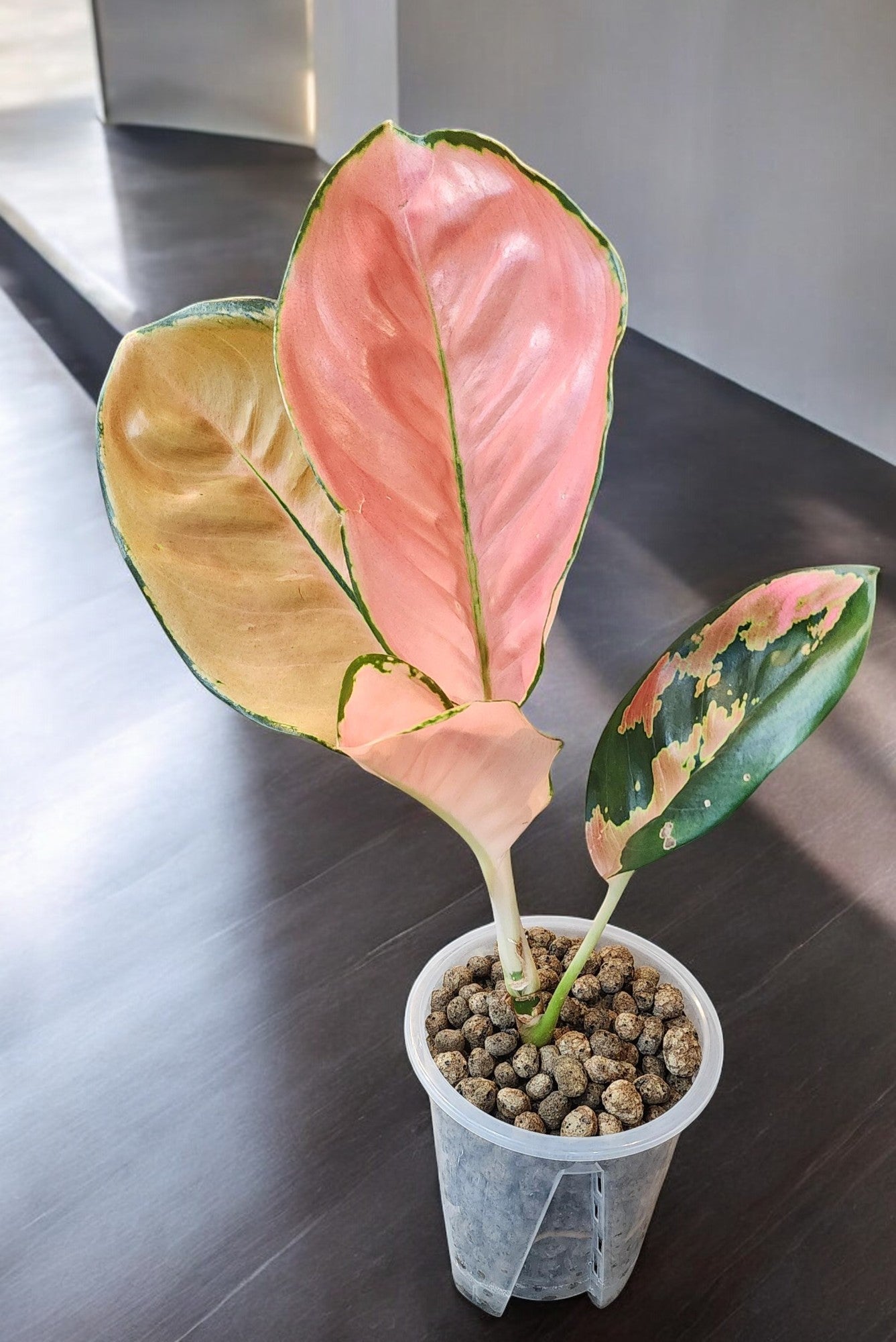 Aglaonema Starbucks Premium