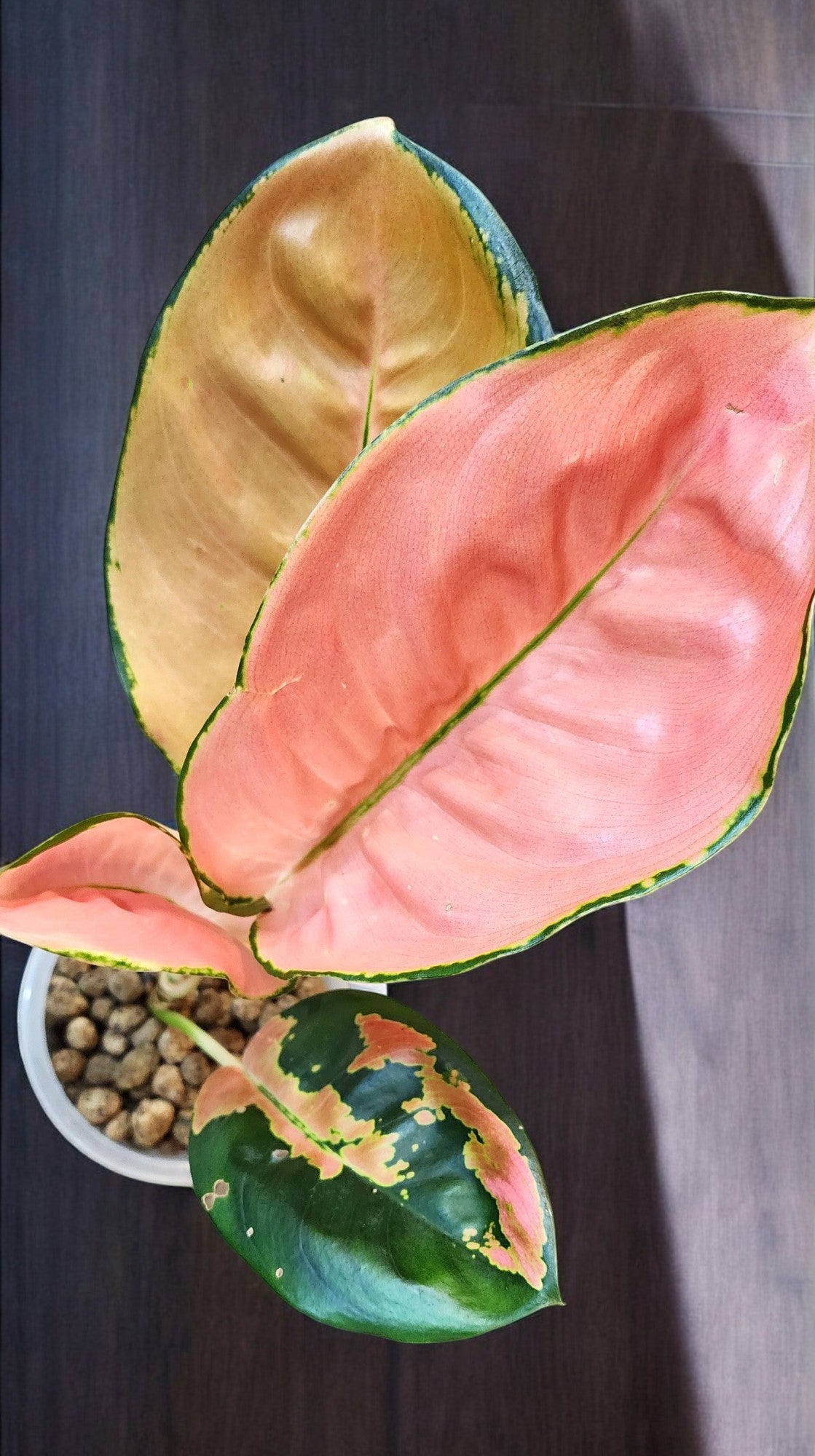 Aglaonema Starbucks Premium