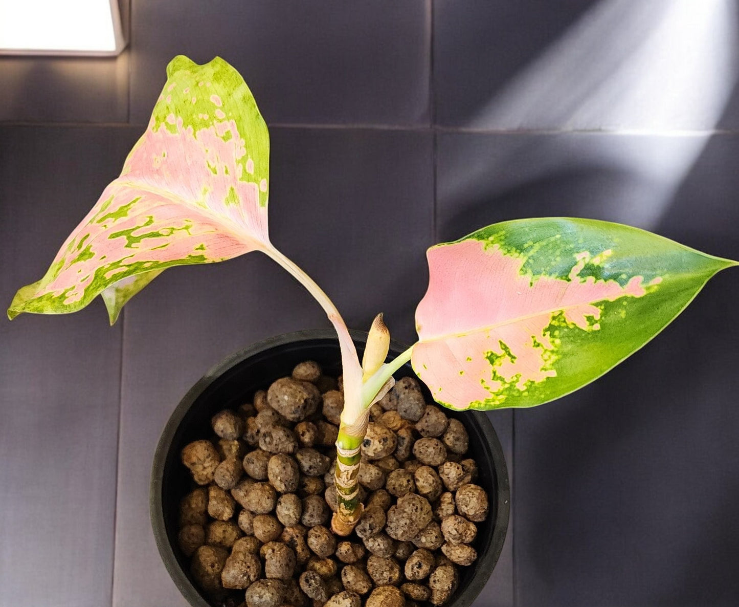 Aglaonema Pink Cochin