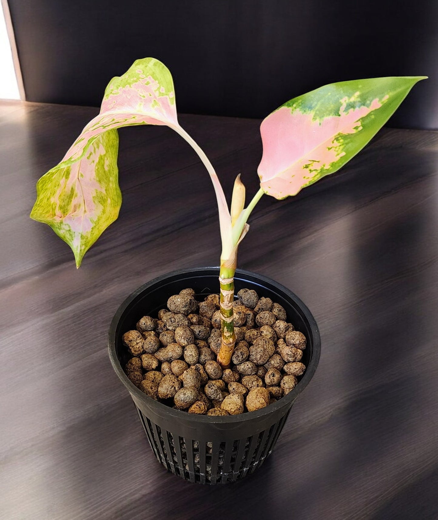 Aglaonema Pink Cochin