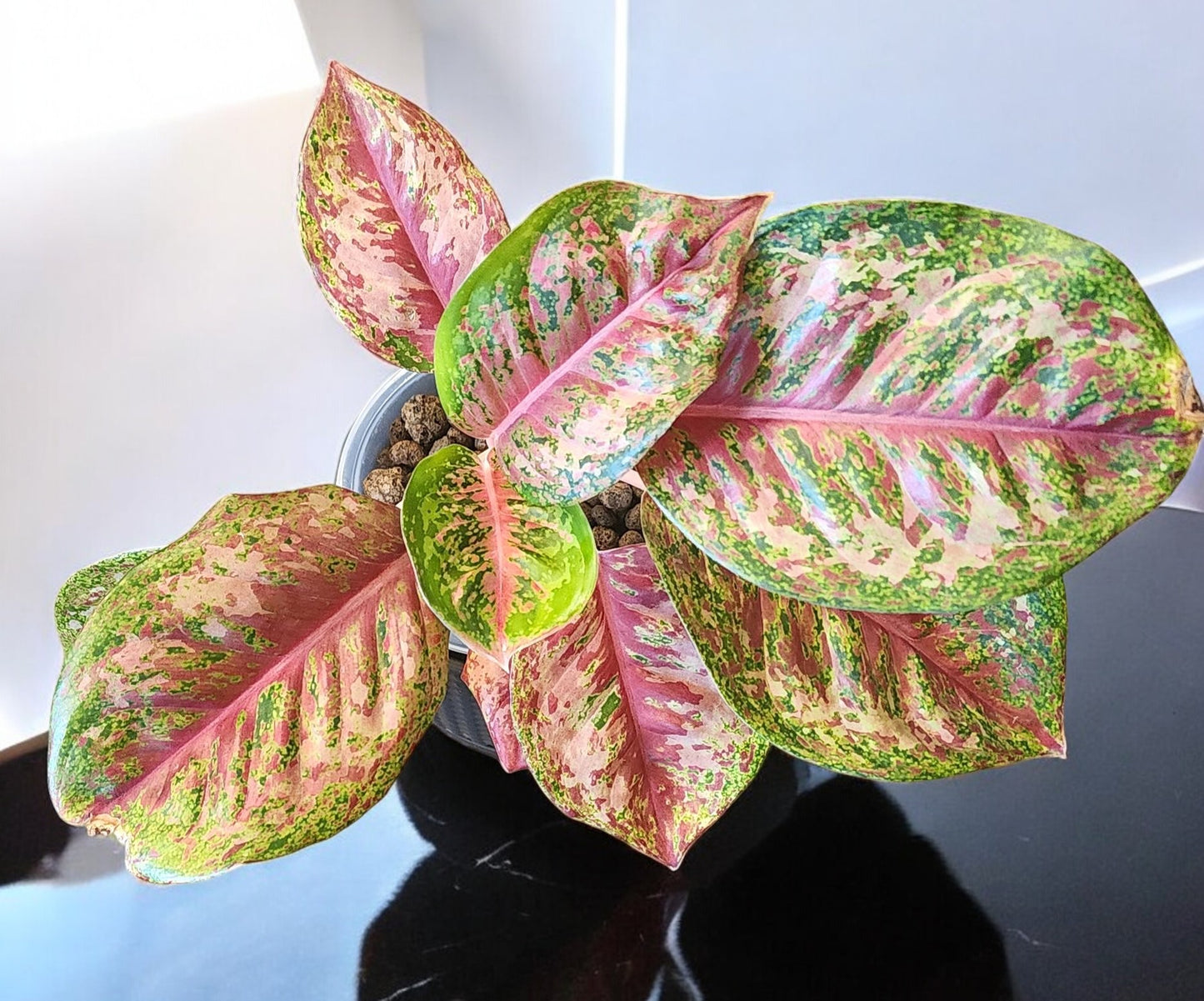 Aglaonema Platinum Karat