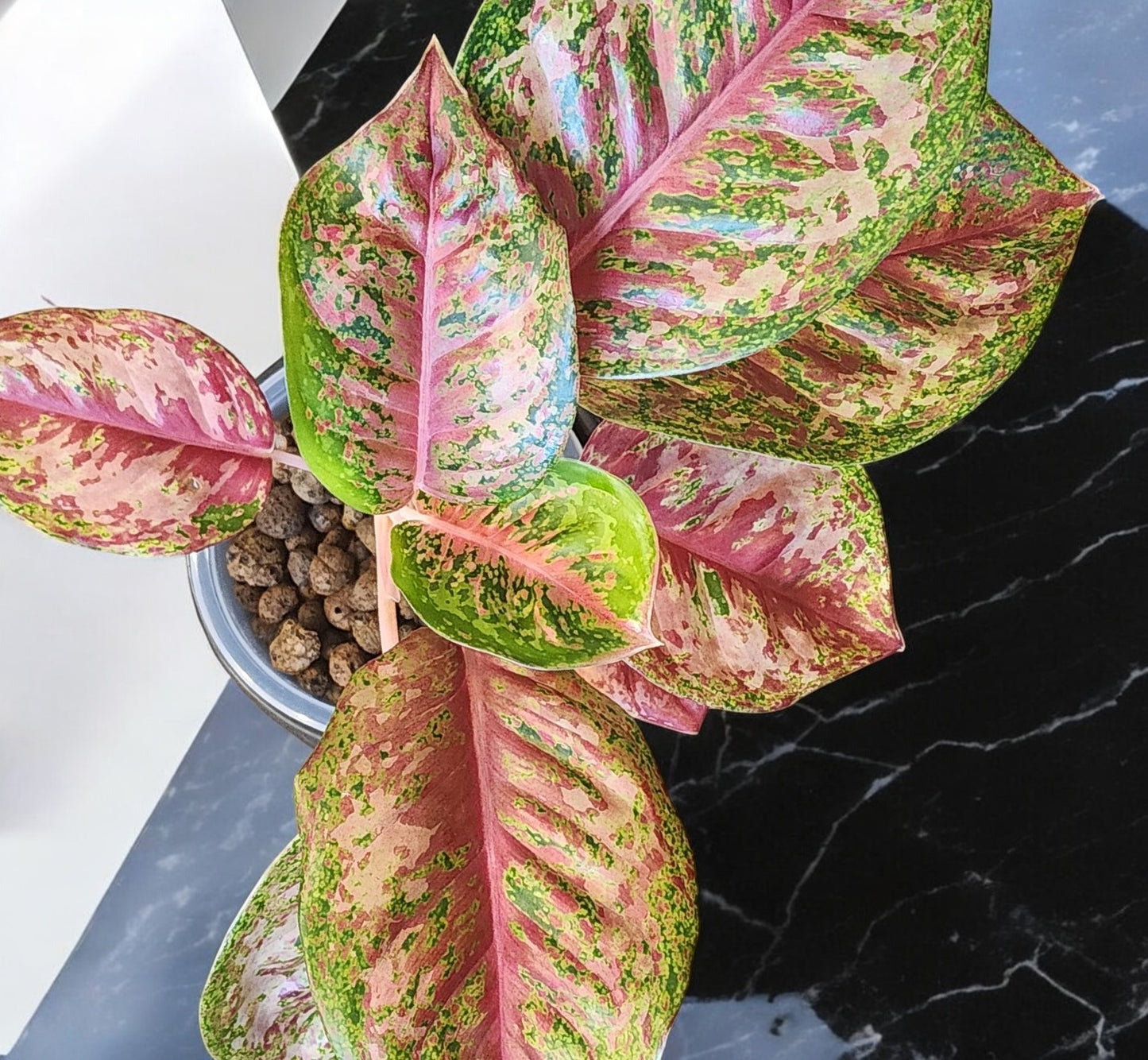 Aglaonema Platinum Karat