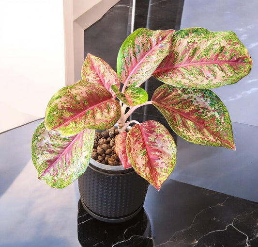 Aglaonema Platinum Karat