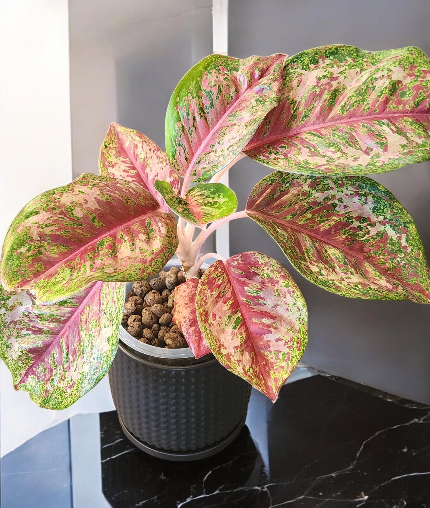 Aglaonema Platinum Karat