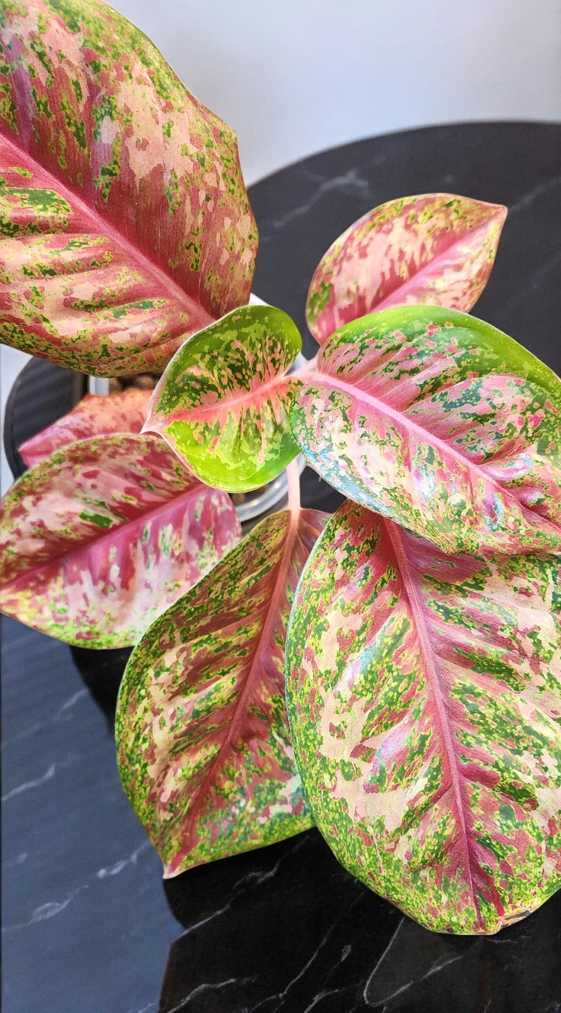 Aglaonema Platinum Karat