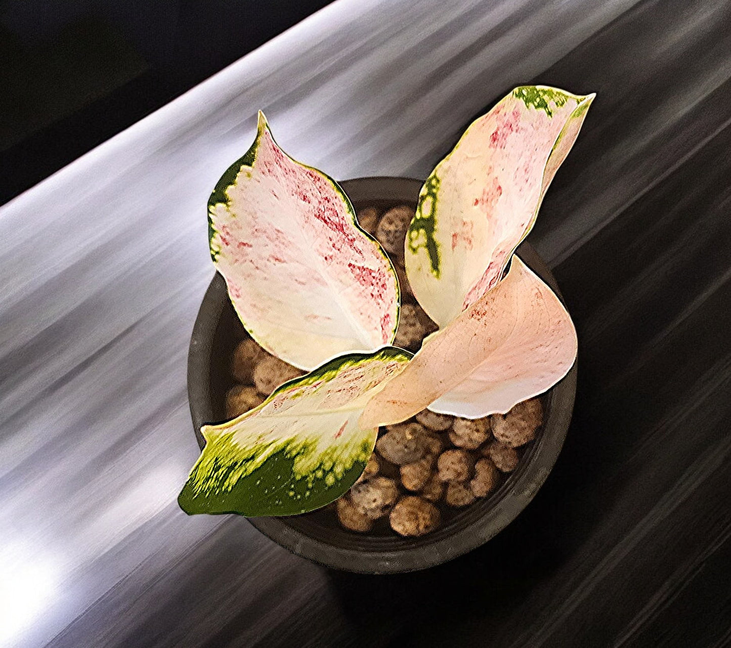 Aglaonema Neon Marble