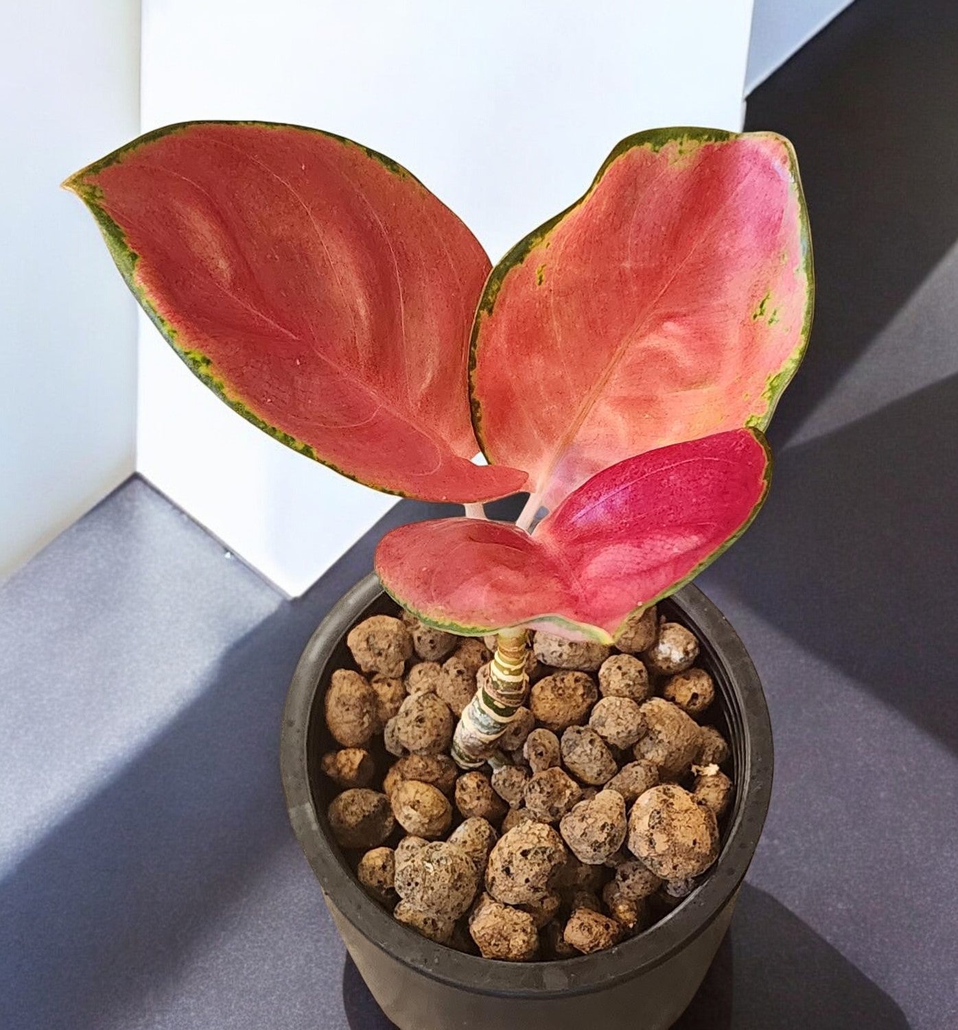 Aglaonema Red Cochin