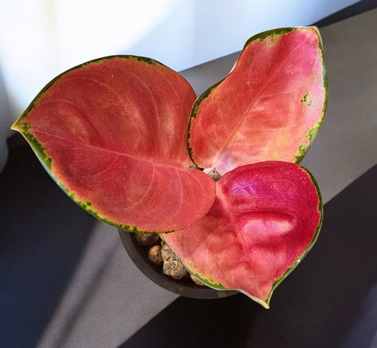 Aglaonema Red Cochin