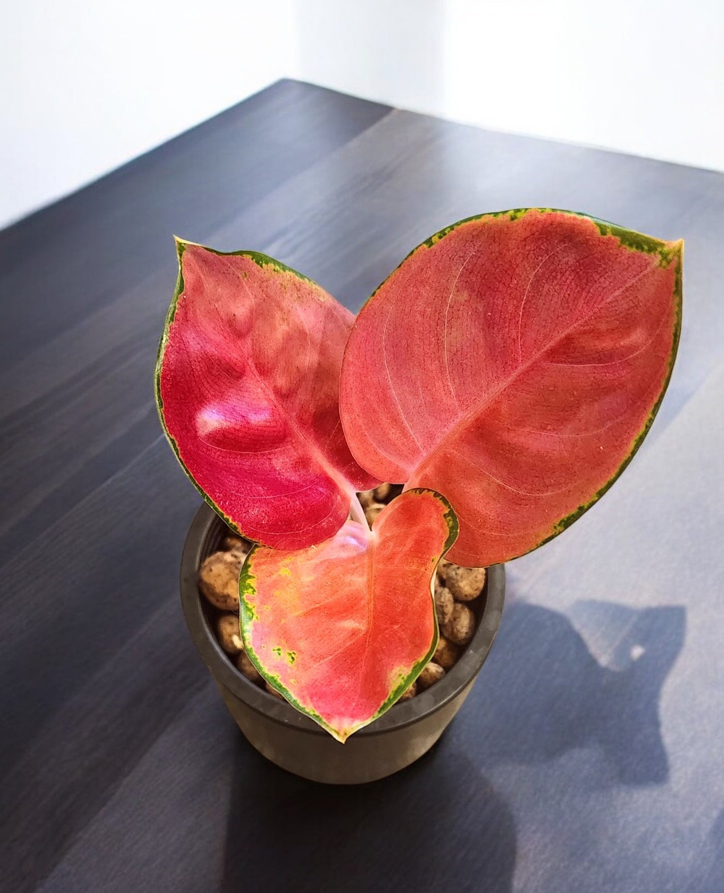 Aglaonema Red Cochin