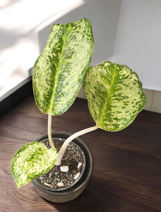 Aglaonema Wintry Winehouse