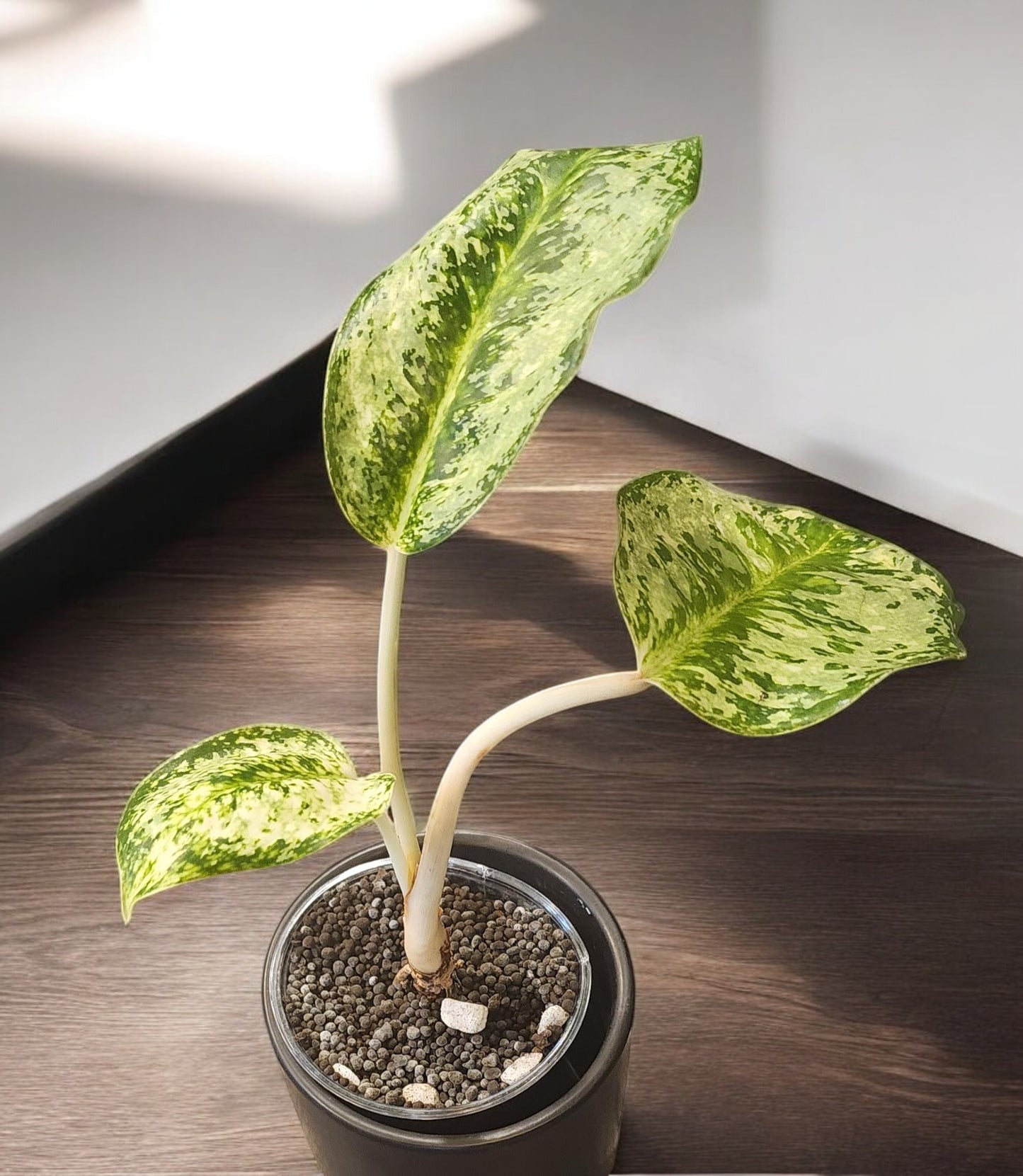 Aglaonema Wintry Winehouse