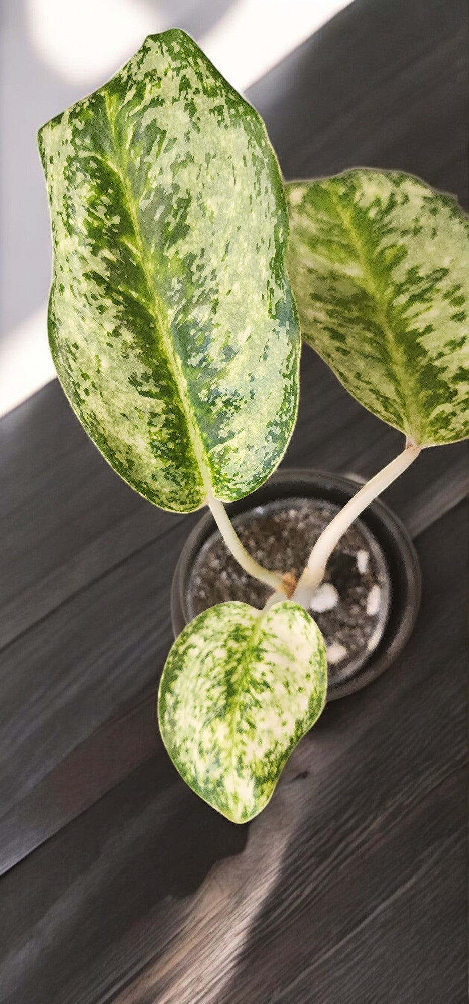 Aglaonema Wintry Winehouse