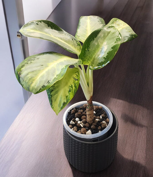 Aglaonema Green Bowl