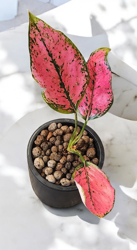 Aglaonema Pink KumKoon Fushia