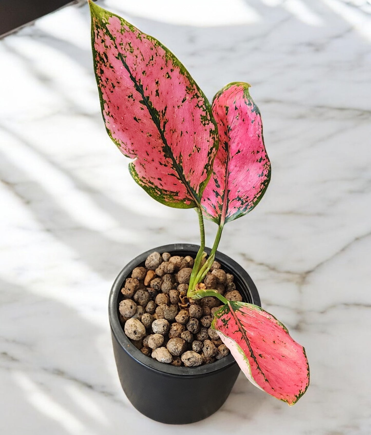 Aglaonema Pink KumKoon Fushia