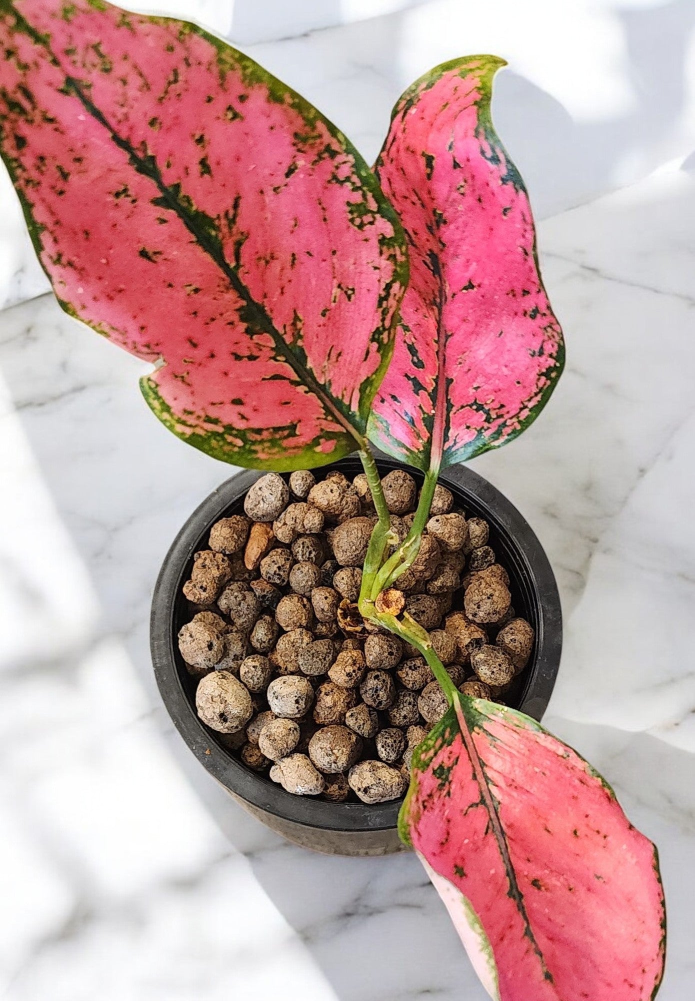 Aglaonema Pink KumKoon Fushia