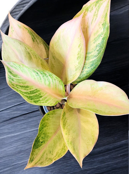 Aglaonema Pamela