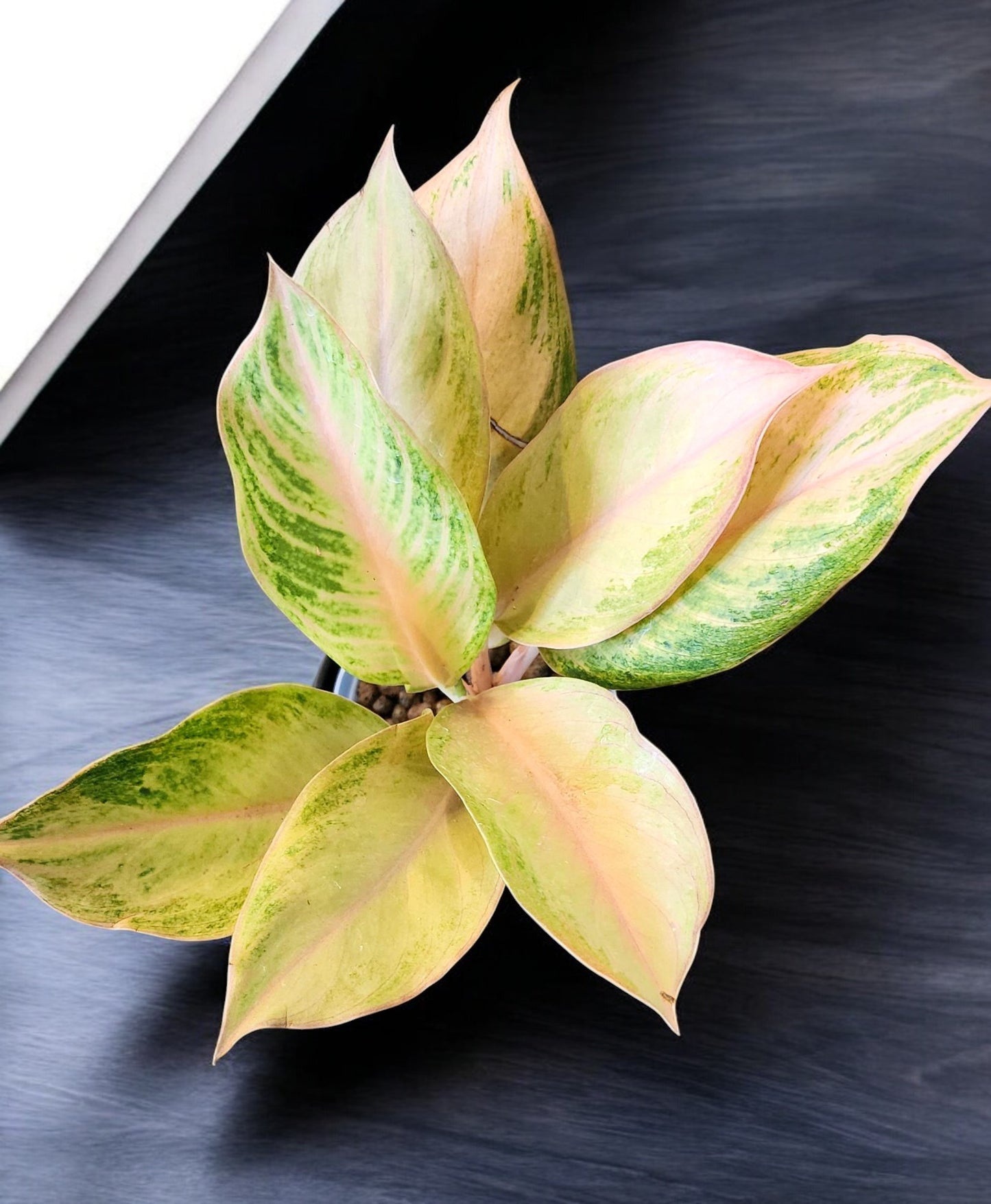 Aglaonema Pamela