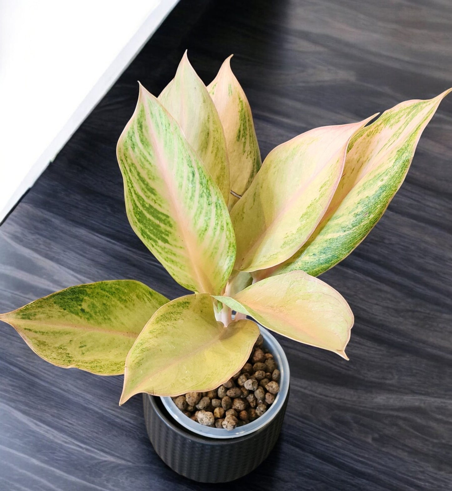 Aglaonema Pamela