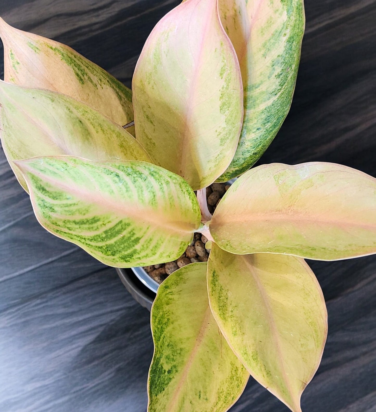 Aglaonema Pamela