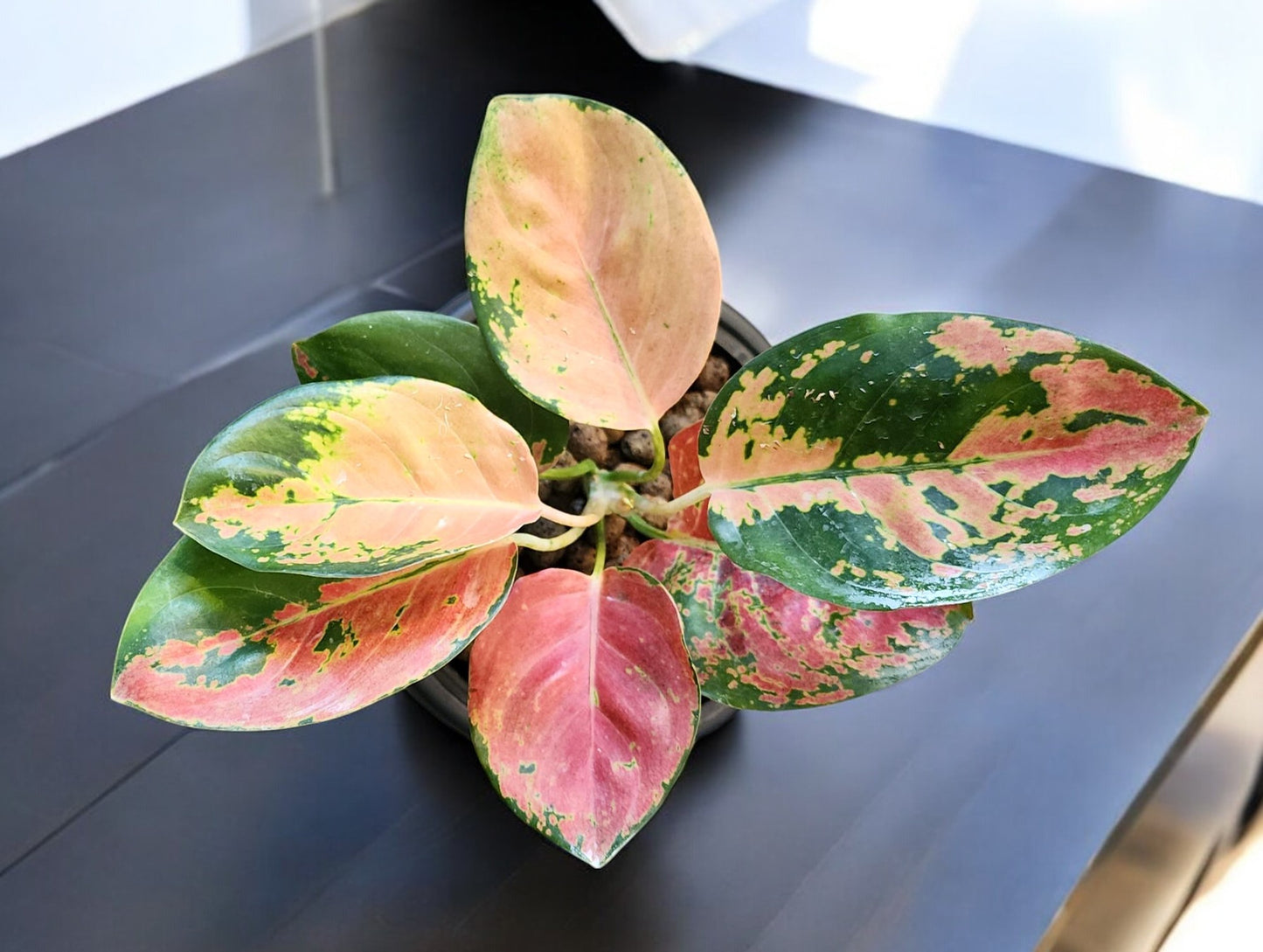 Aglaonema Golden Love Cochin