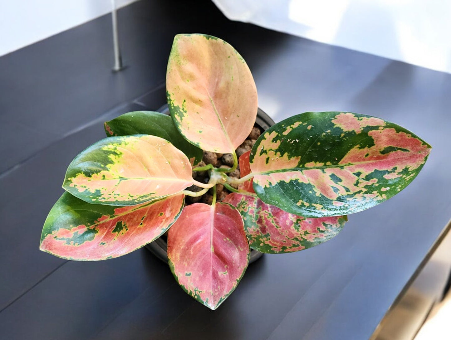 Aglaonema Golden Love Cochin