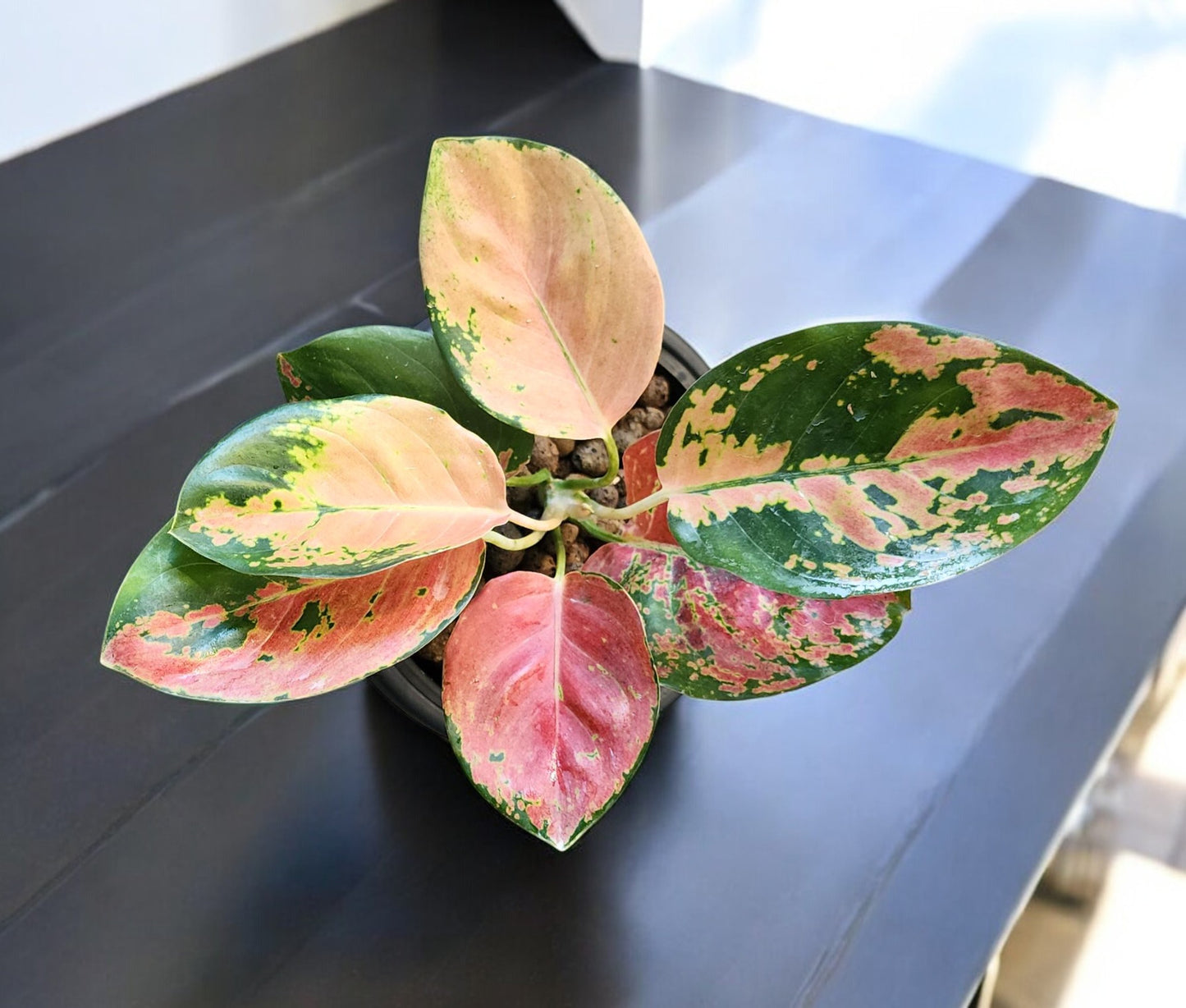 Aglaonema Golden Love Cochin