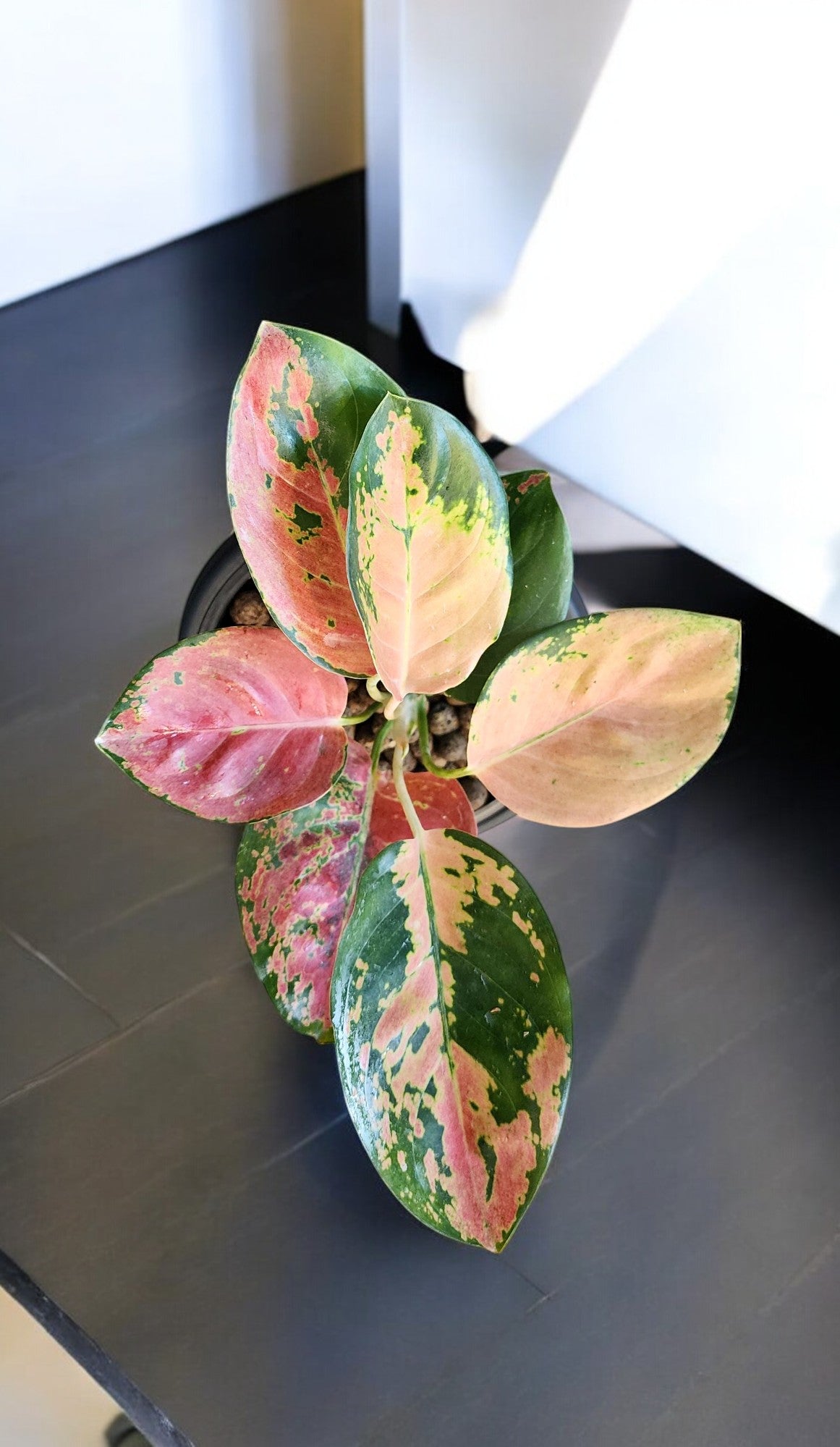 Aglaonema Golden Love Cochin