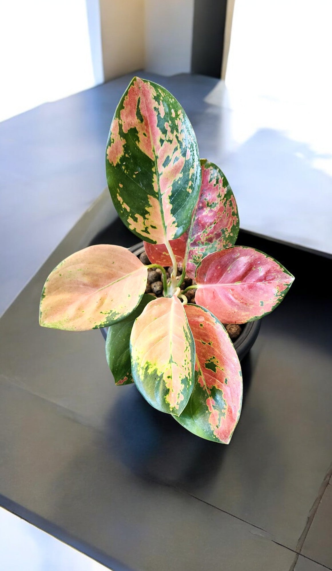 Aglaonema Golden Love Cochin