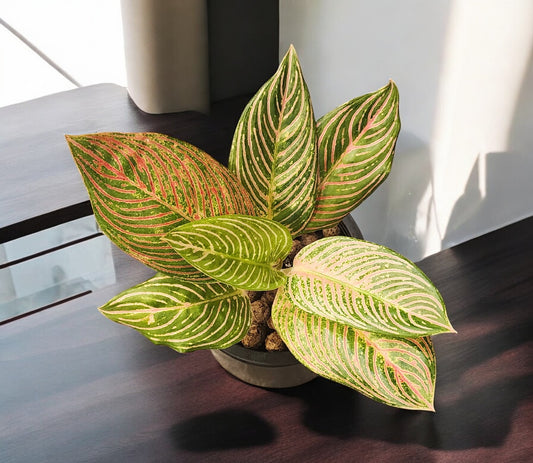 Aglaonema Golden Hope