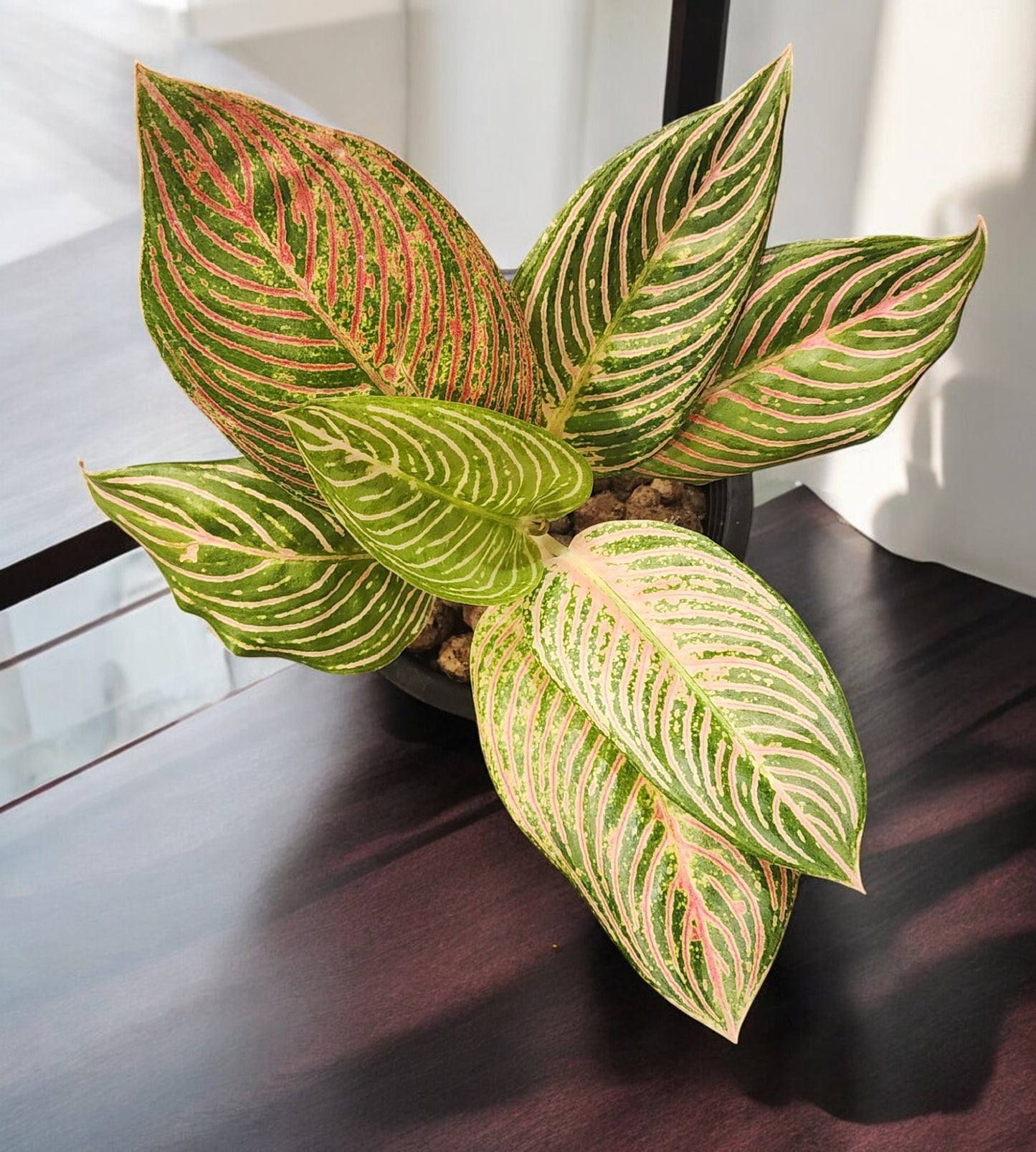 Aglaonema Golden Hope