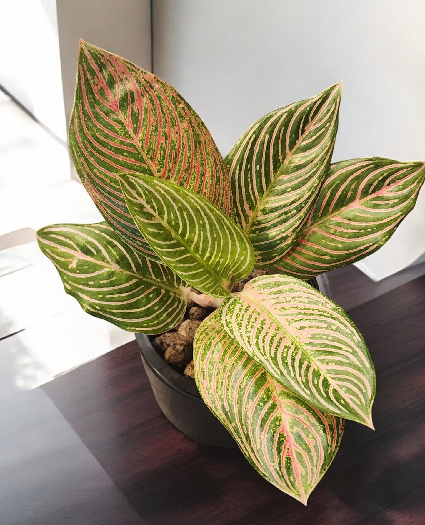 Aglaonema Golden Hope