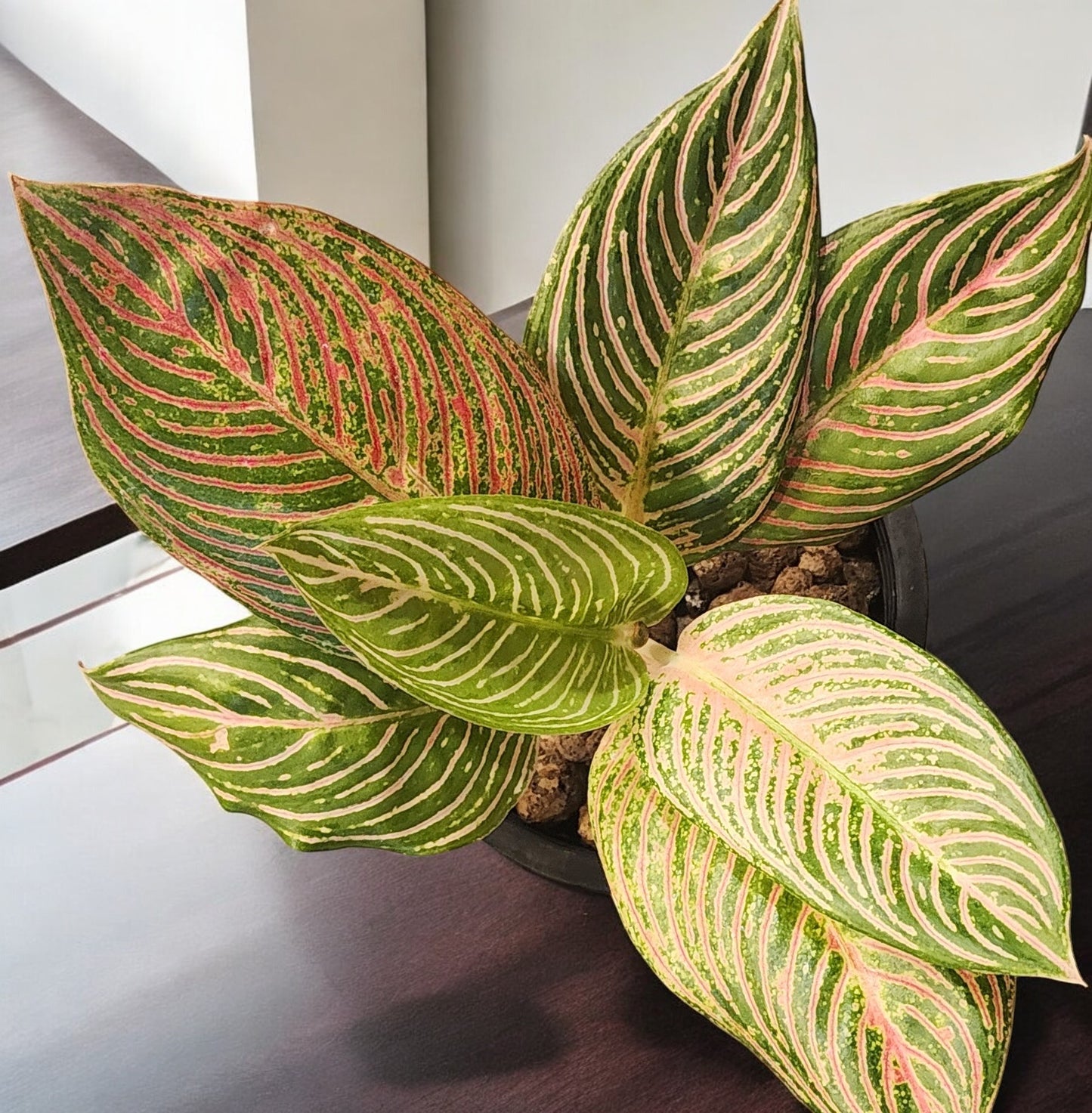 Aglaonema Golden Hope