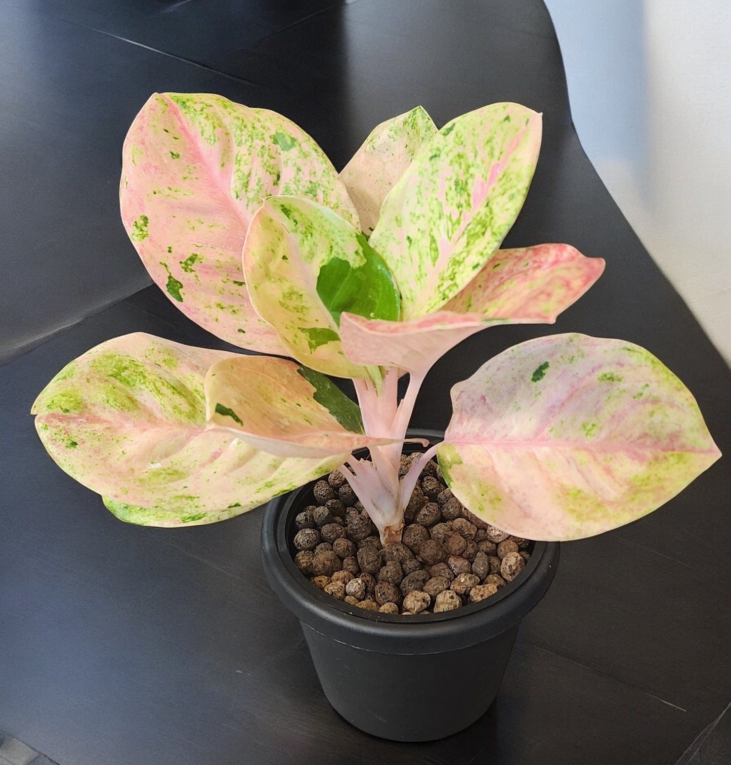 Aglaonema Emerald