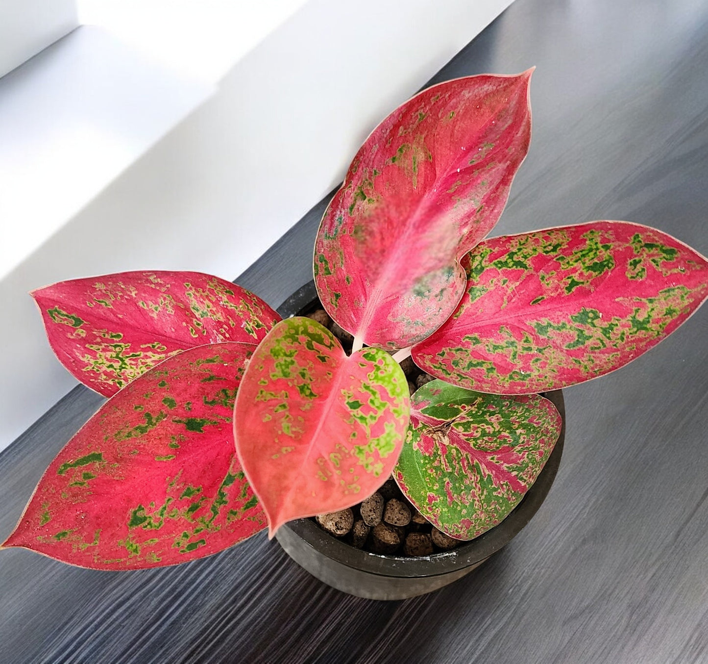 Aglaonema Red Stardust