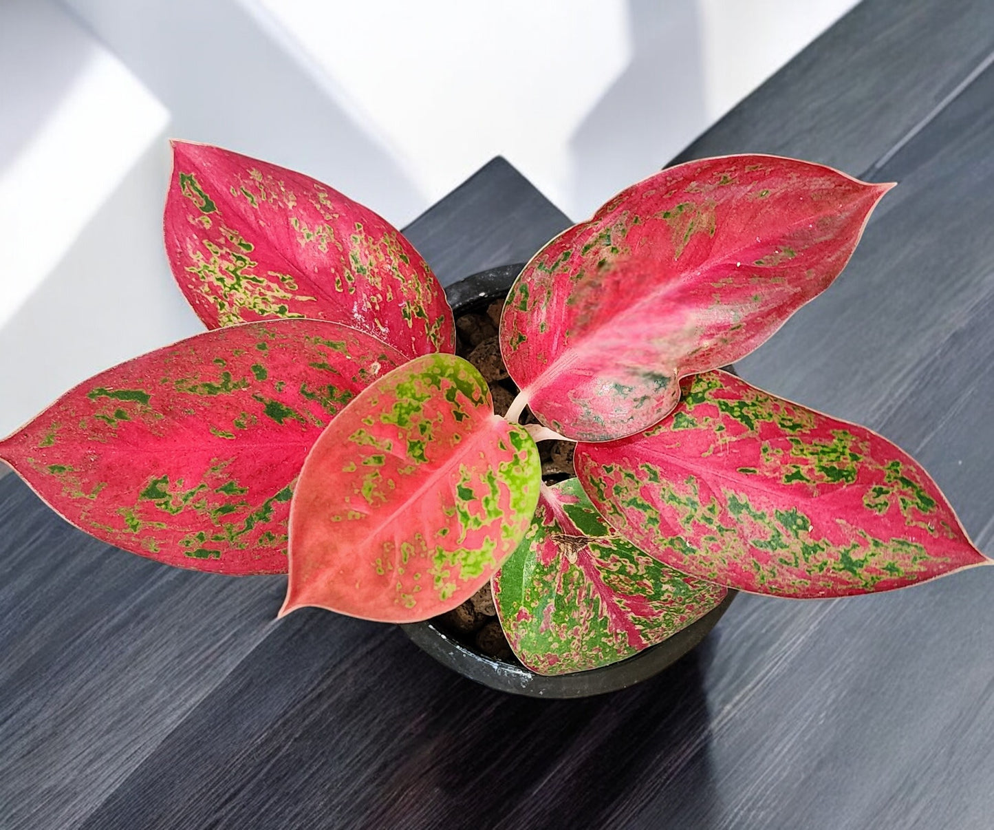 Aglaonema Red Stardust