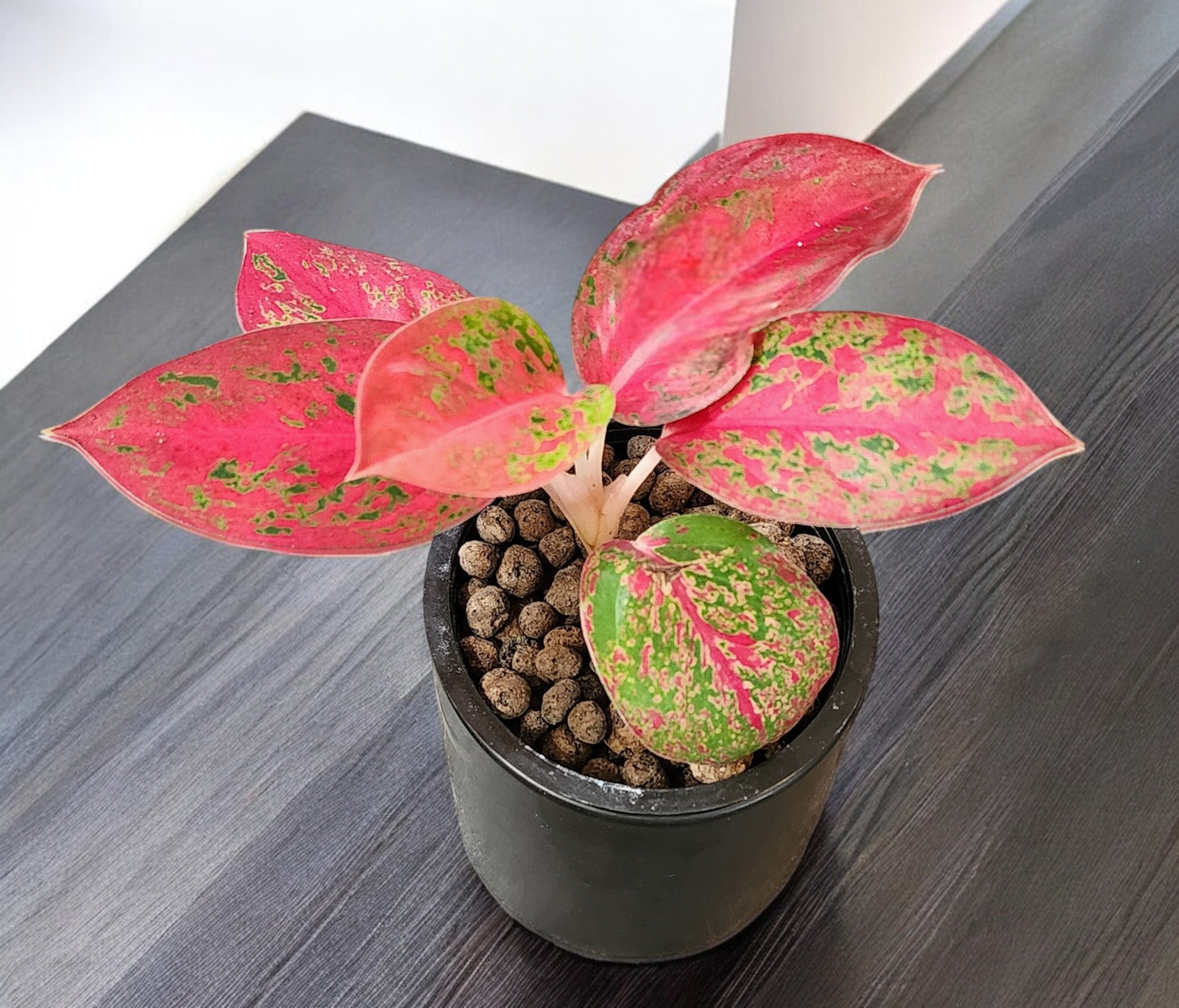 Aglaonema Red Stardust