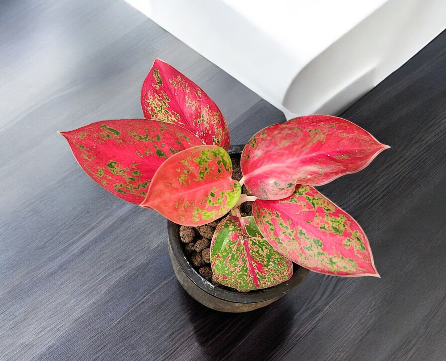 Aglaonema Red Stardust