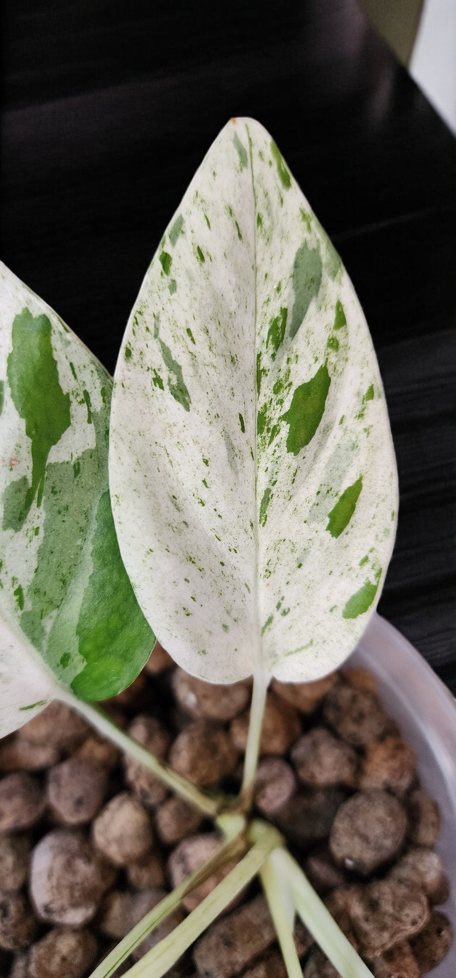 Epipremnum Variegated Pinnatum Marble Albo