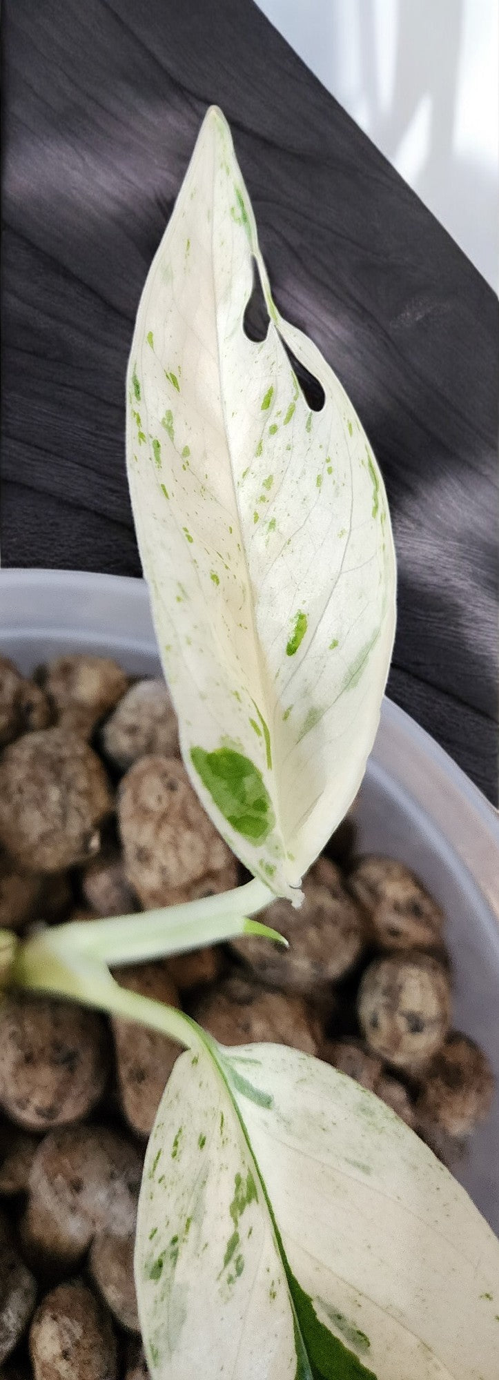 Epipremnum Variegated Pinnatum Marble Albo