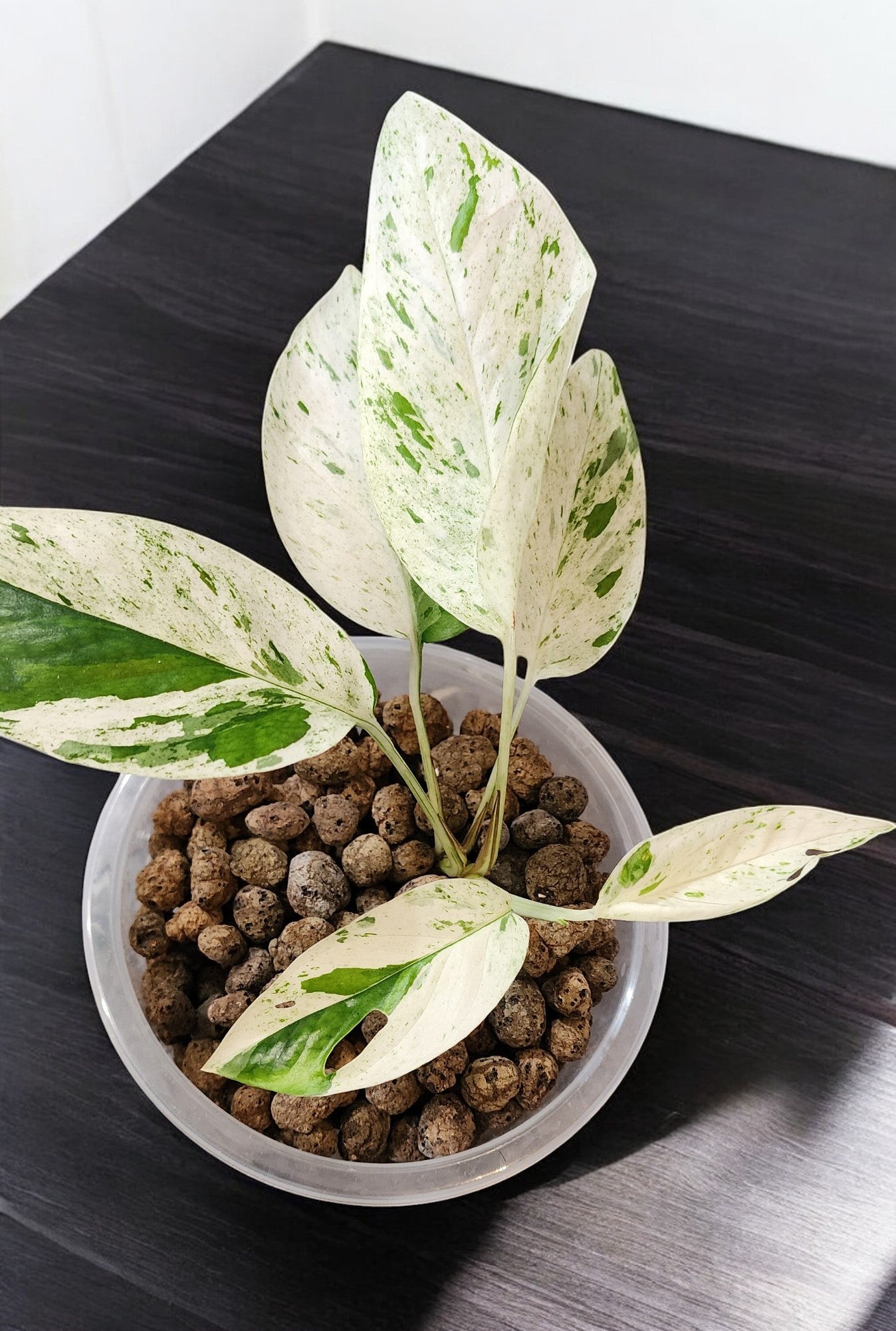 Epipremnum Variegated Pinnatum Marble Albo