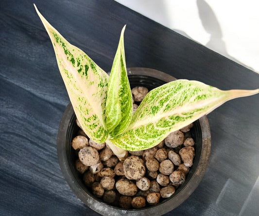 Aglaonema White Legacy