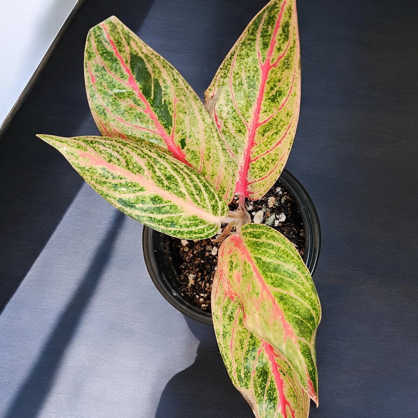 Aglaonema Siam Aurora