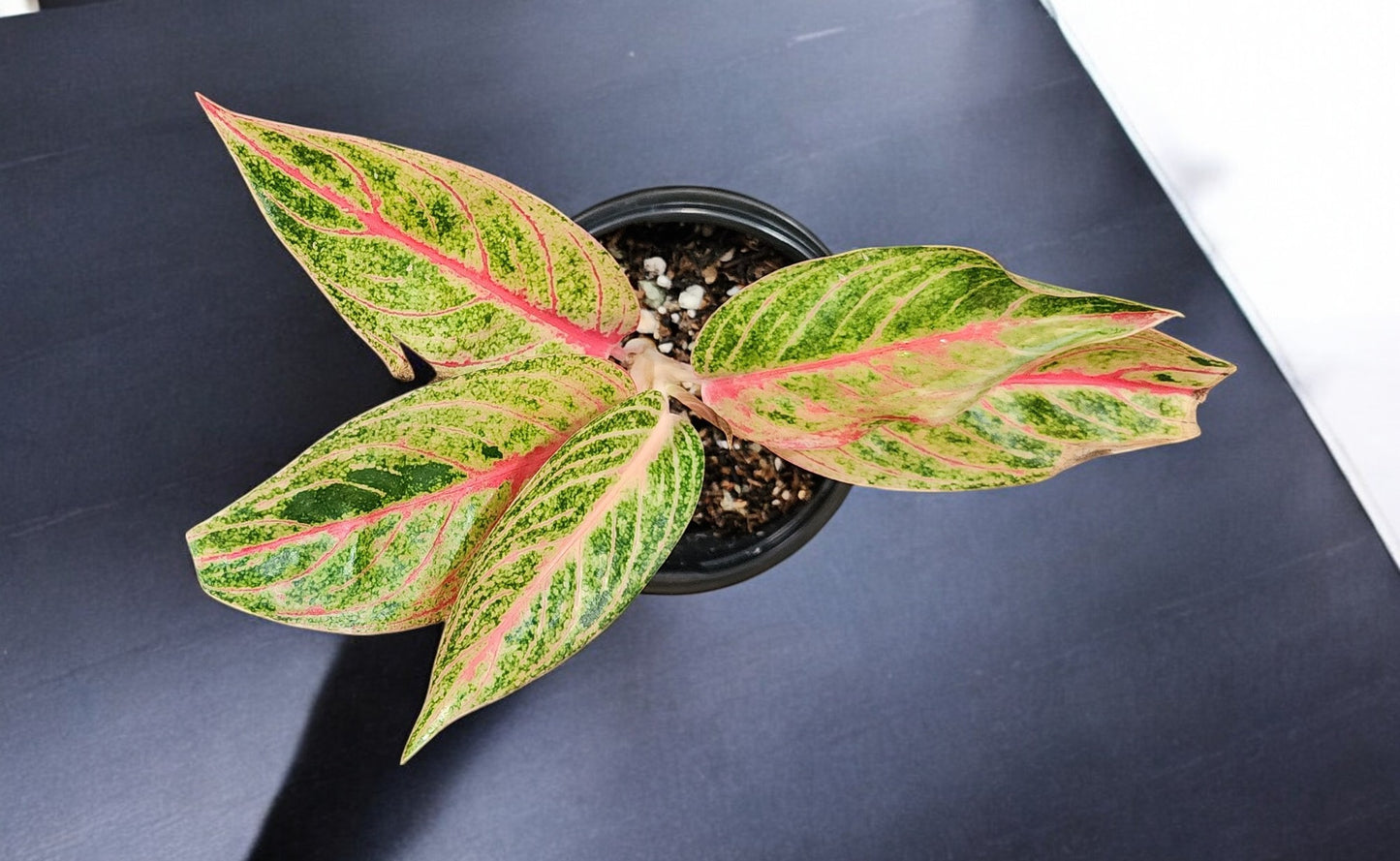 Aglaonema Siam Aurora