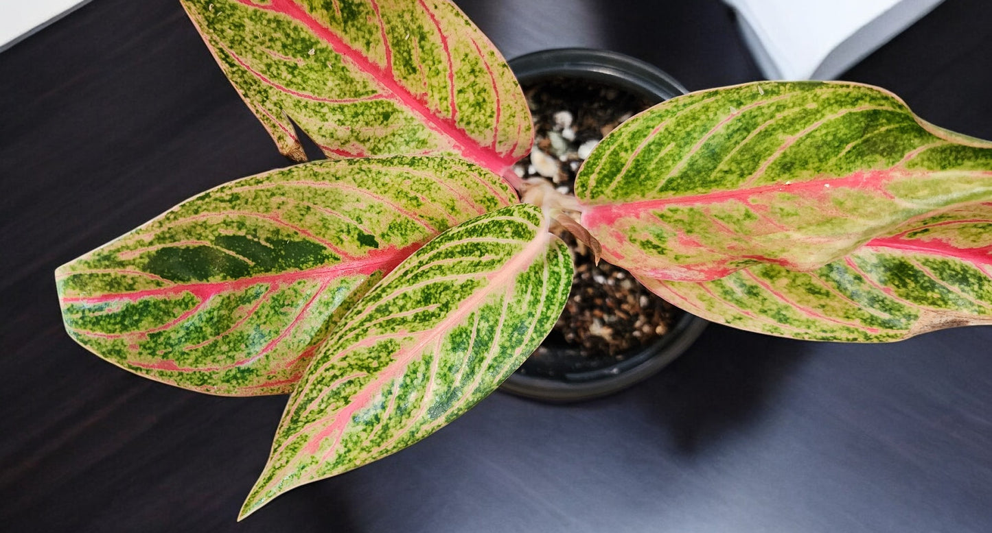 Aglaonema Siam Aurora