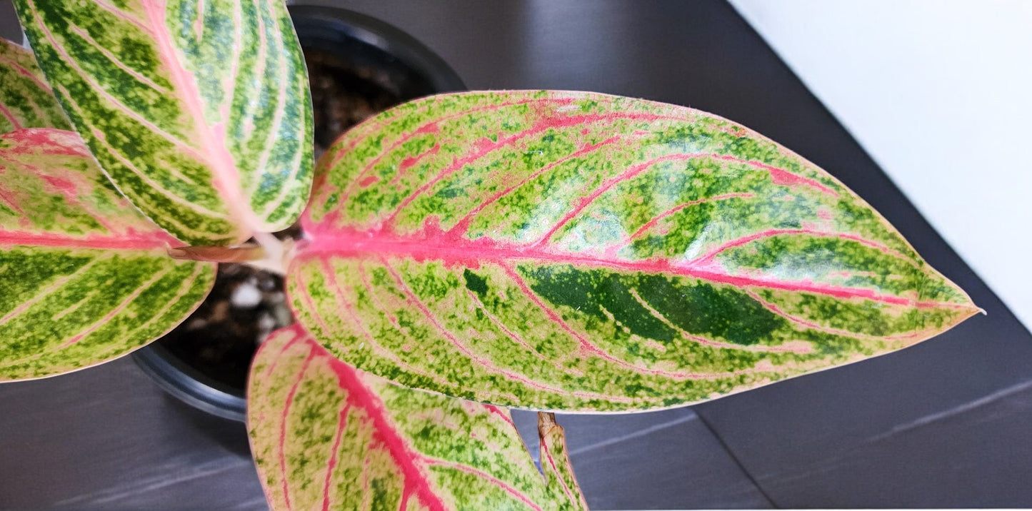 Aglaonema Siam Aurora