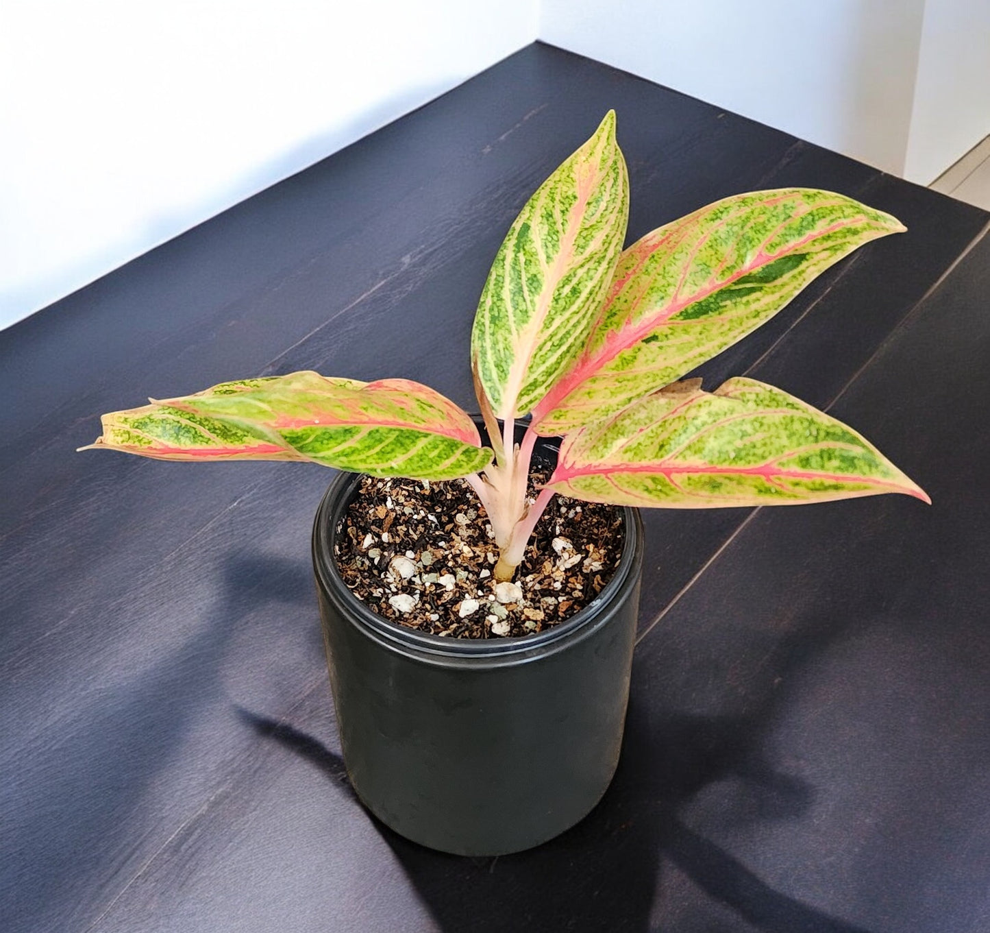 Aglaonema Siam Aurora