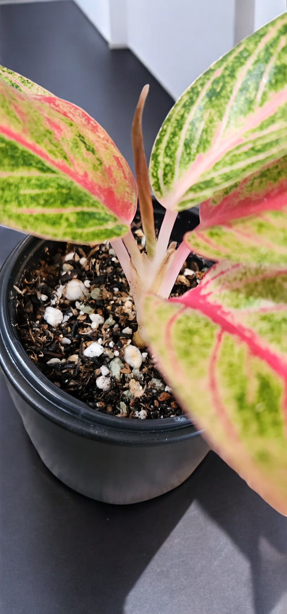 Aglaonema Siam Aurora