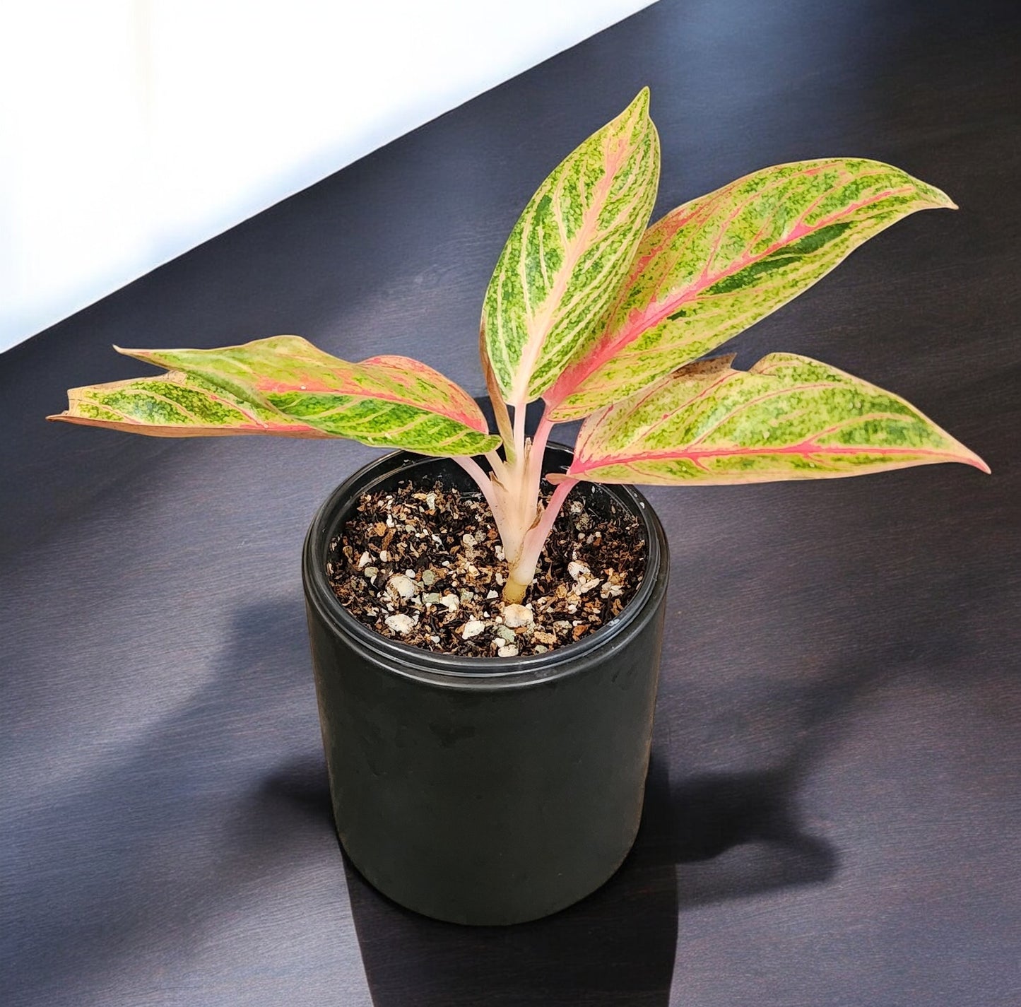 Aglaonema Siam Aurora